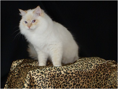 Ragdoll - Soberano The Lion King - Foto 02
