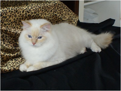 Ragdoll - Soberano The Lion King - Foto 03