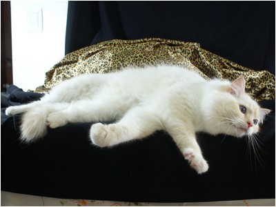 Ragdoll - Soberano The Lion King - Foto 04