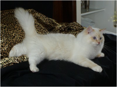 Ragdoll - Soberano The Lion King - Foto 05