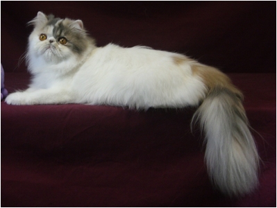 Persa - Aruak Serena - Foto 02