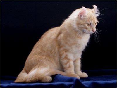 American Curl - Aruak Curl Icaro