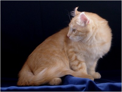 American Curl - Aruak Curl Icaro - Foto 02
