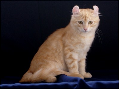 American Curl - Aruak Curl Icaro - Foto 03