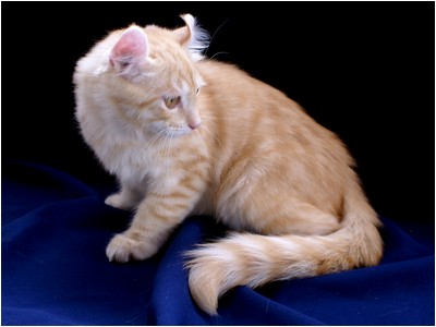 American Curl - Aruak Curl Icaro - Foto 04