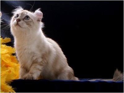 American Curl - Aruak Curl Isis