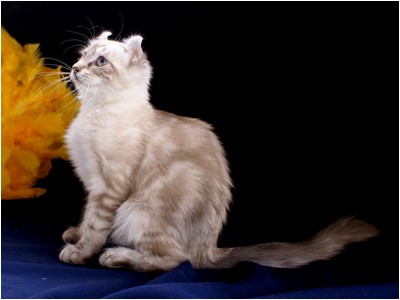 American Curl - Aruak Curl Isis - Foto 02