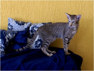 Siames - Aruak Sia Flora - Foto 02