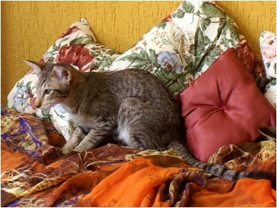 Siames - Aruak Sia Flora - Foto 03