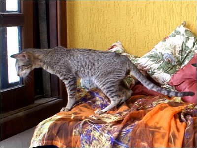 Siames - Aruak Sia Flora - Foto 04