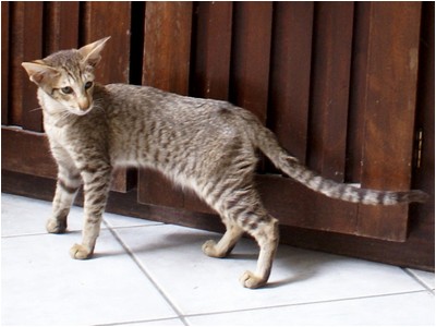 Siames - Aruak Sia Flora - Foto 06