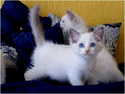 Ragdoll - Bella