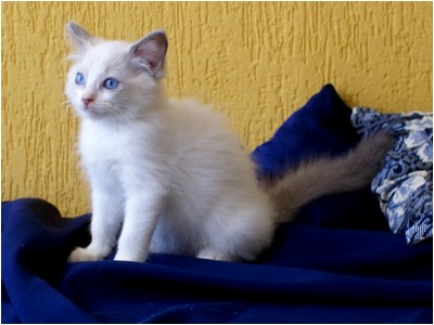 Ragdoll - Bella - Foto 02
