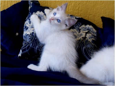 Ragdoll - Bella - Foto 03