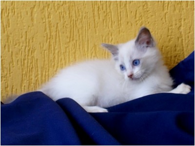 Ragdoll - Bella - Foto 04