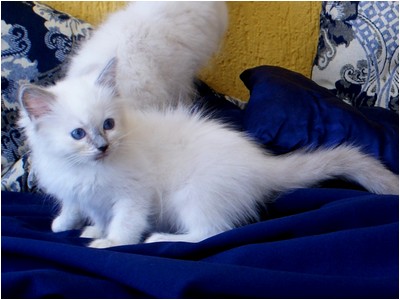 Ragdoll - Bia