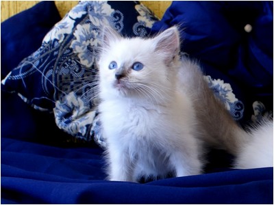 Ragdoll - Bia - Foto 03
