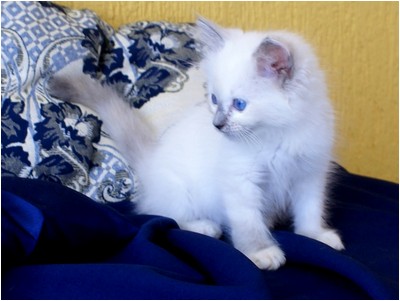 Ragdoll - Bia - Foto 04