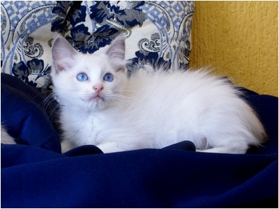 Ragdoll - Bete