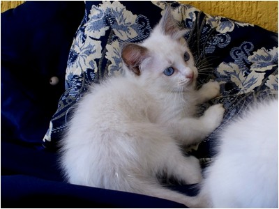 Ragdoll - Bete - Foto 02