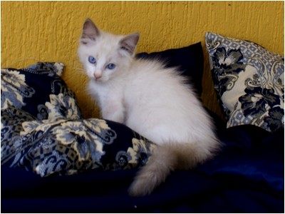 Ragdoll - Bete - Foto 03