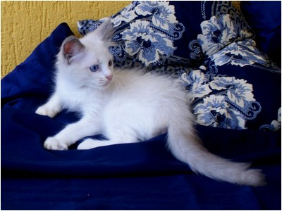 Ragdoll - Bete - Foto 04