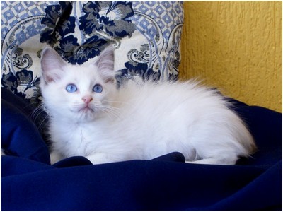 Ragdoll - Bete - Foto 06