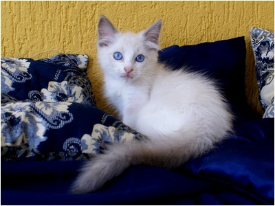 Ragdoll - Bete - Foto 07