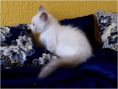 Ragdoll - Bete - Foto 08