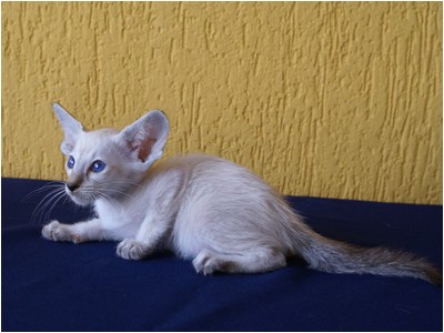 Siames - Aruak Sia Sabrina - Foto 03