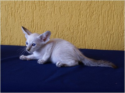 Siames - Aruak Sia Sabrina - Foto 04