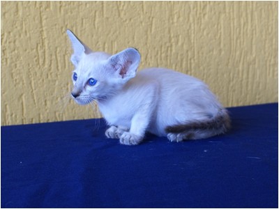 Siames - Aruak Sia Samanta - Foto 02