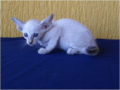 Siames - Aruak Sia Samanta - Foto 03