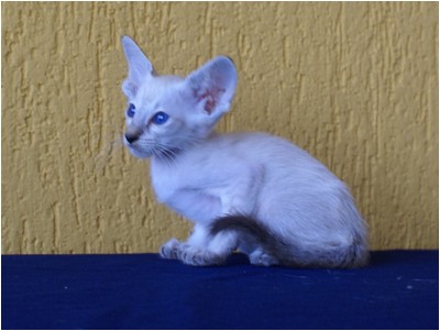 Siames - Aruak Sia Samanta - Foto 05