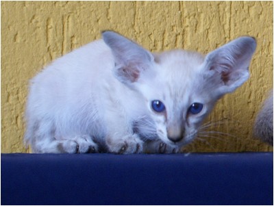 Siames - Aruak Sia Samanta - Foto 06