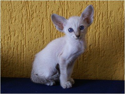 Siames - Aruak Sia Samanta - Foto 07