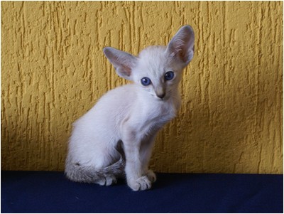 Siames - Aruak Sia Samanta - Foto 08