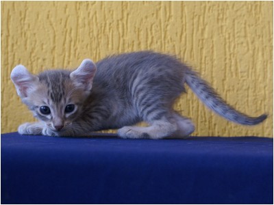 American Curl - Aruak Curl Salim