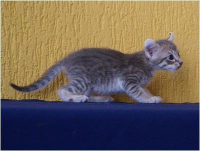 American Curl - Aruak Curl Salim - Foto 02