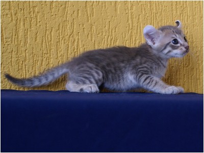 American Curl - Aruak Curl Salim - Foto 03
