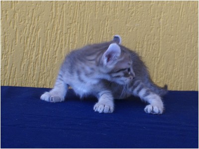 American Curl - Aruak Curl Salim - Foto 04