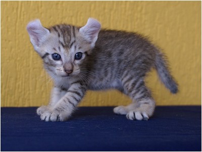 American Curl - Aruak Curl Sam