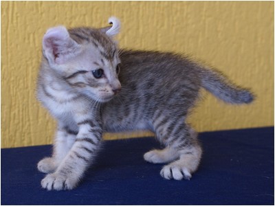 American Curl - Aruak Curl Sam - Foto 02