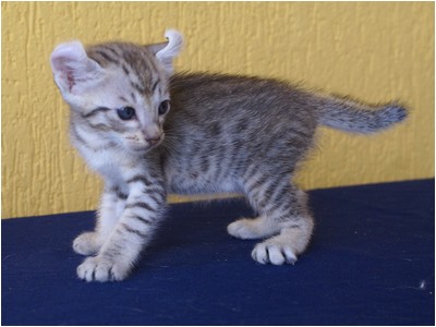 American Curl - Aruak Curl Sam - Foto 03