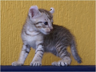 American Curl - Aruak Curl Sam - Foto 04