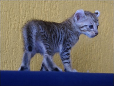 American Curl - Aruak Curl Sam - Foto 05