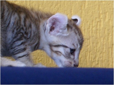 American Curl - Aruak Curl Sam - Foto 06