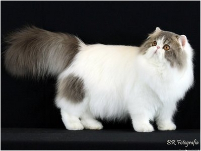 Persa - NW Aruak Toko, JW - Foto 02