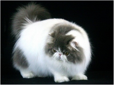 Persa - NW Aruak Toko, JW - Foto 04