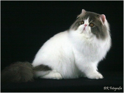 Persa - NW Aruak Toko, JW - Foto 05